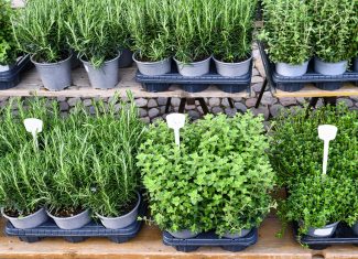 Fall Herb Market is Oct. 21