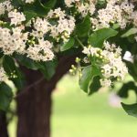 White flowers and green leaves on an anacua tree