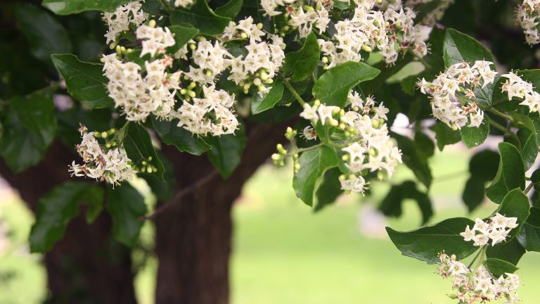 White flowers and green leaves on an anacua tree