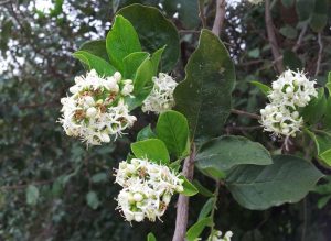 anaqua ehretia tree