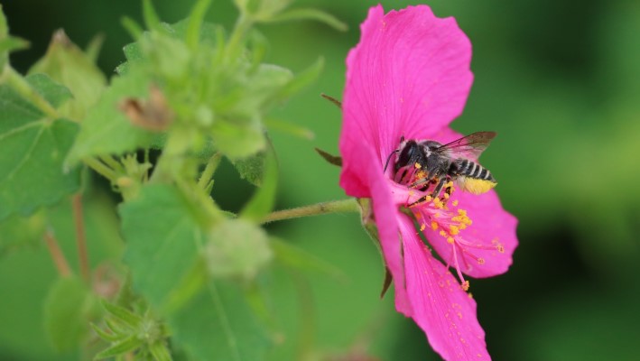 Pollinator on rock rose