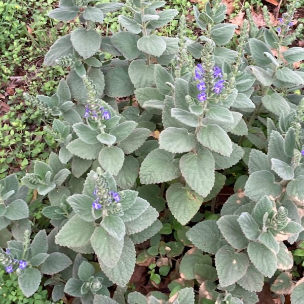 Heartleaf skullcap showing violet flowers