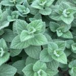 Heartleaf skullcap showing greyish-green leaves