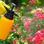 roses sprayed with pesticides