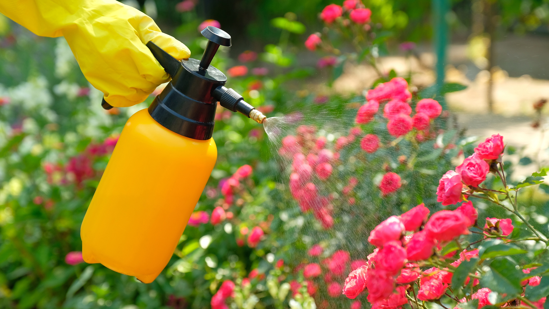 roses sprayed with pesticides
