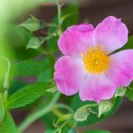 texas native spring flower closeup