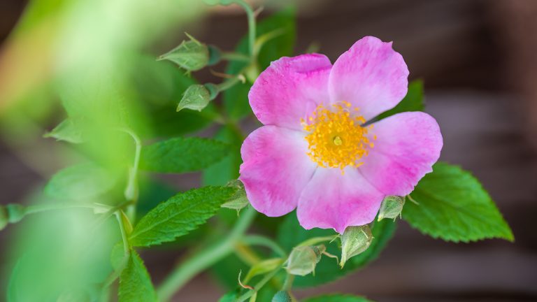 texas native spring flower closeup