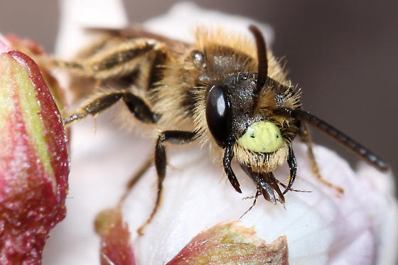 bee