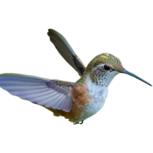 Hummingbird in flight