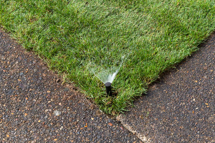 Sprinkler spray after laying rolls of sod