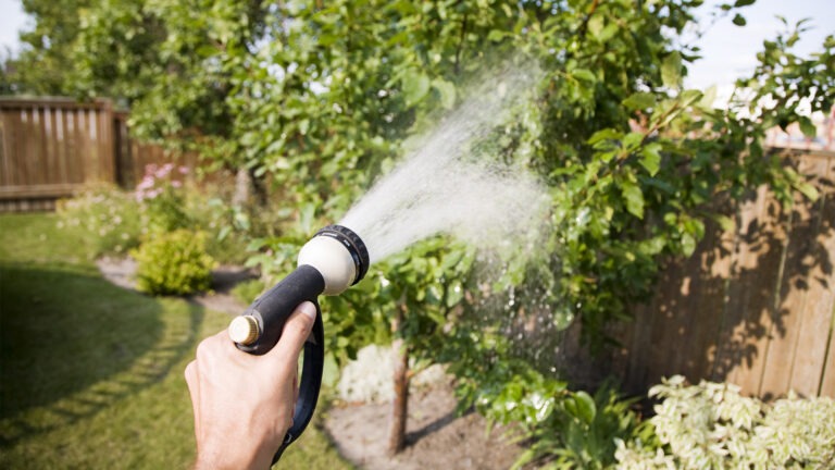 watering tree
