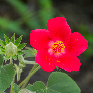 heartleaf hibiscus