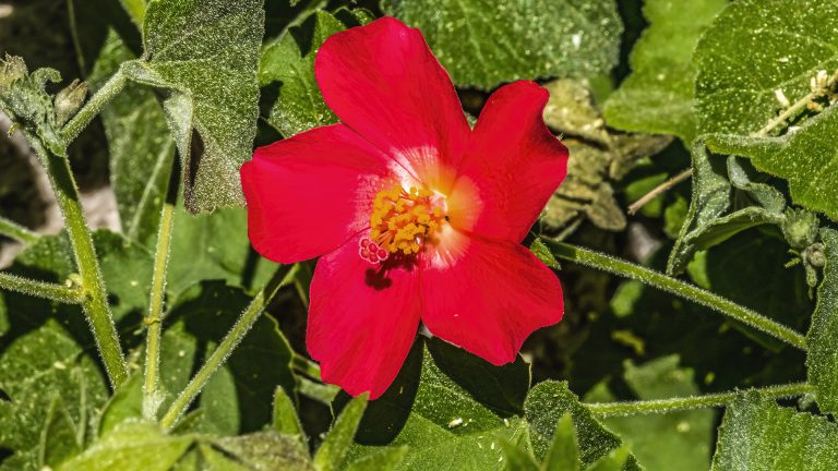 Hibiscus martianus