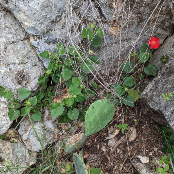Hibiscus with red flowers growing in rock cracks with cactus
