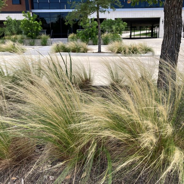 Mexican feathergrass planted in commercial parking medians.