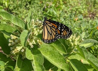 Use native milkweeds for migrating monarchs