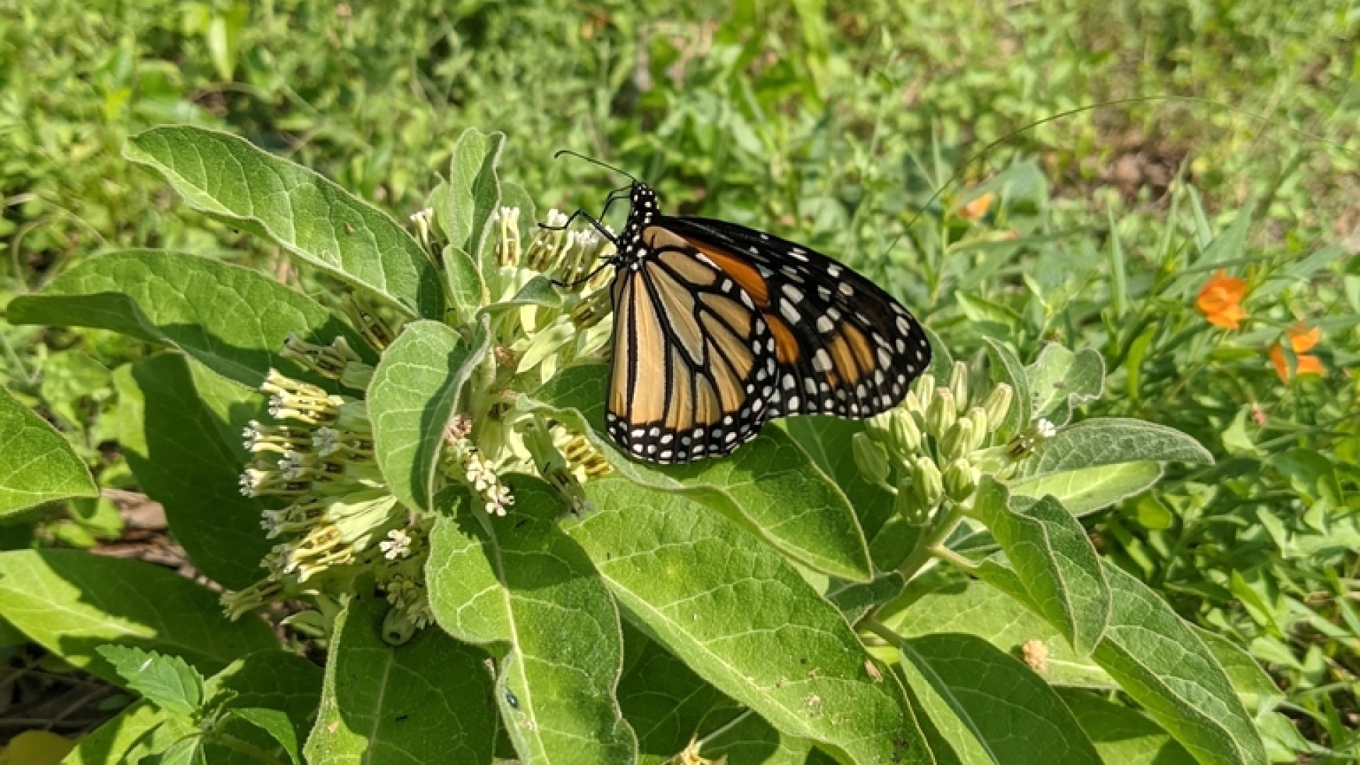 Use native milkweeds for migrating monarchs Garden Style San Antonio