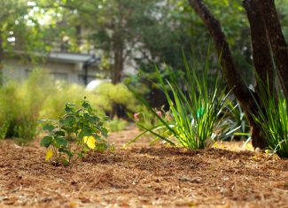 Pros and cons and dos and don’ts of mulch