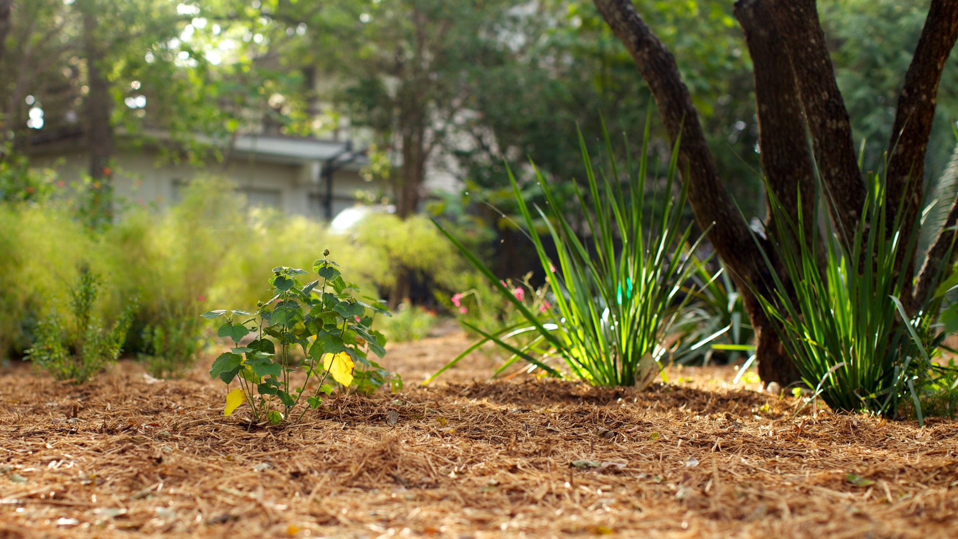 mulch-landscape-1920×1080