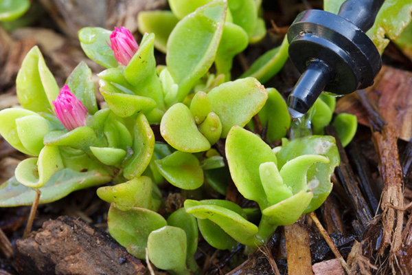 Closeup of drip point source irrigation