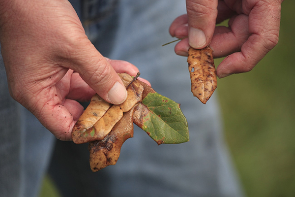 Diseased tree leaves