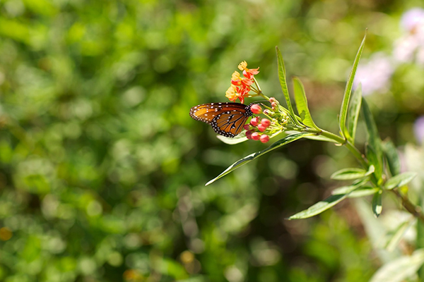 Butterfly feeding on milkweed