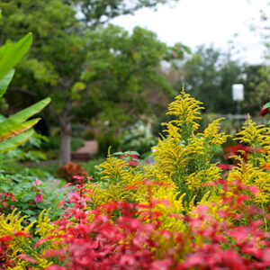 Native plants