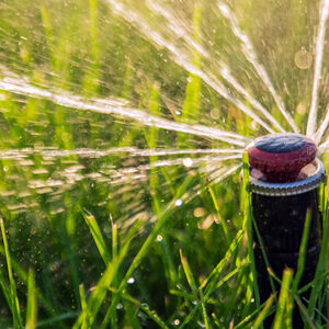 Sprinkler head in action