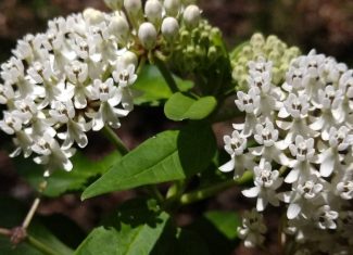 Six tips for milkweed success