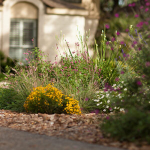 Native plants in garden