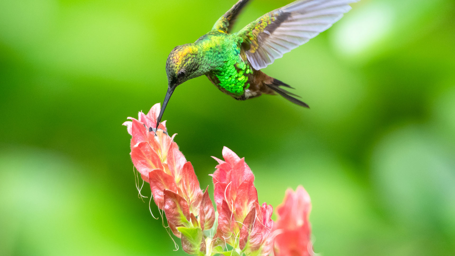 Hummingbird at Shrimp plant