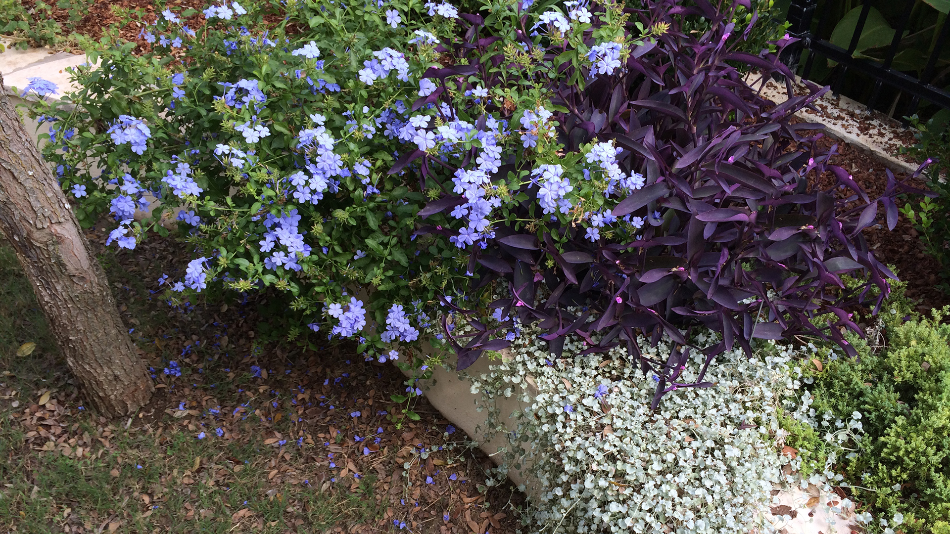 Blue Plumbago and Tradescantia zebrina in garden bed