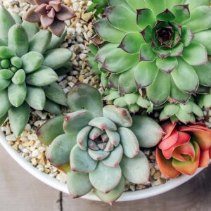 Succulents arranged in a shallow dish