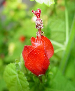 turks cap