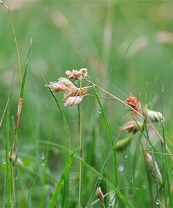 buffalo grass