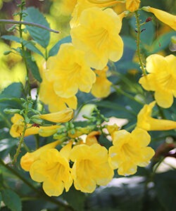 esperanza