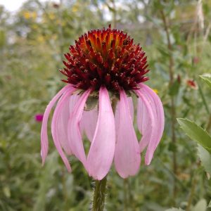 may-narrowleafconeflower-cleve-350x350-1-300x300