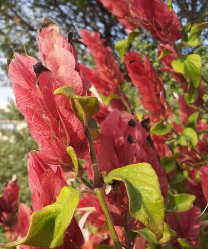 shrimp plant