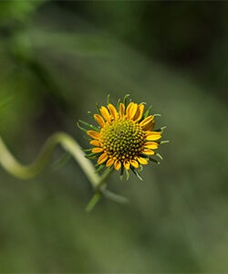 skeletonleaf