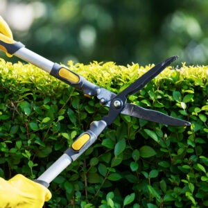 Hedge trimmers help create a sharp look for your garden's hedges.