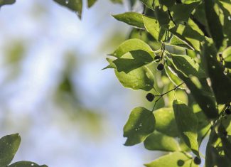 Discovering a hidden gem: The sugar hackberry tree