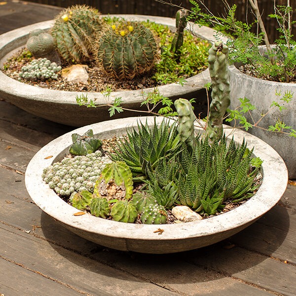 potted plants