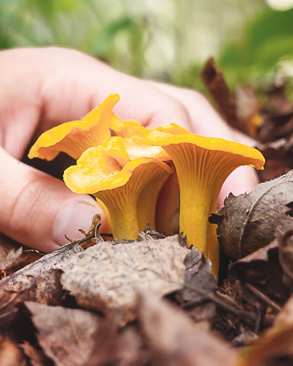 Chanterelle mushrooms
