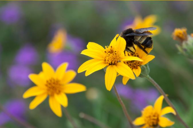 Banner for pollinator patches and pocket prairies