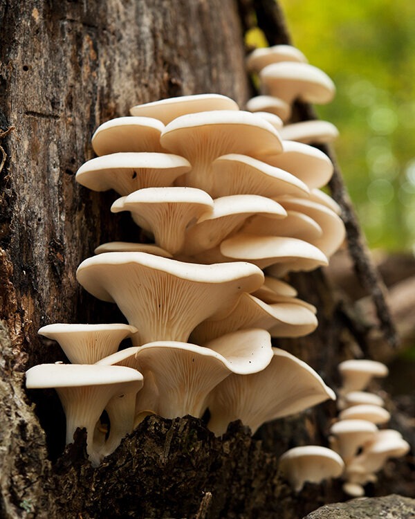 oyster mushrooms