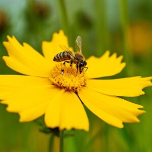 coreopsis bee