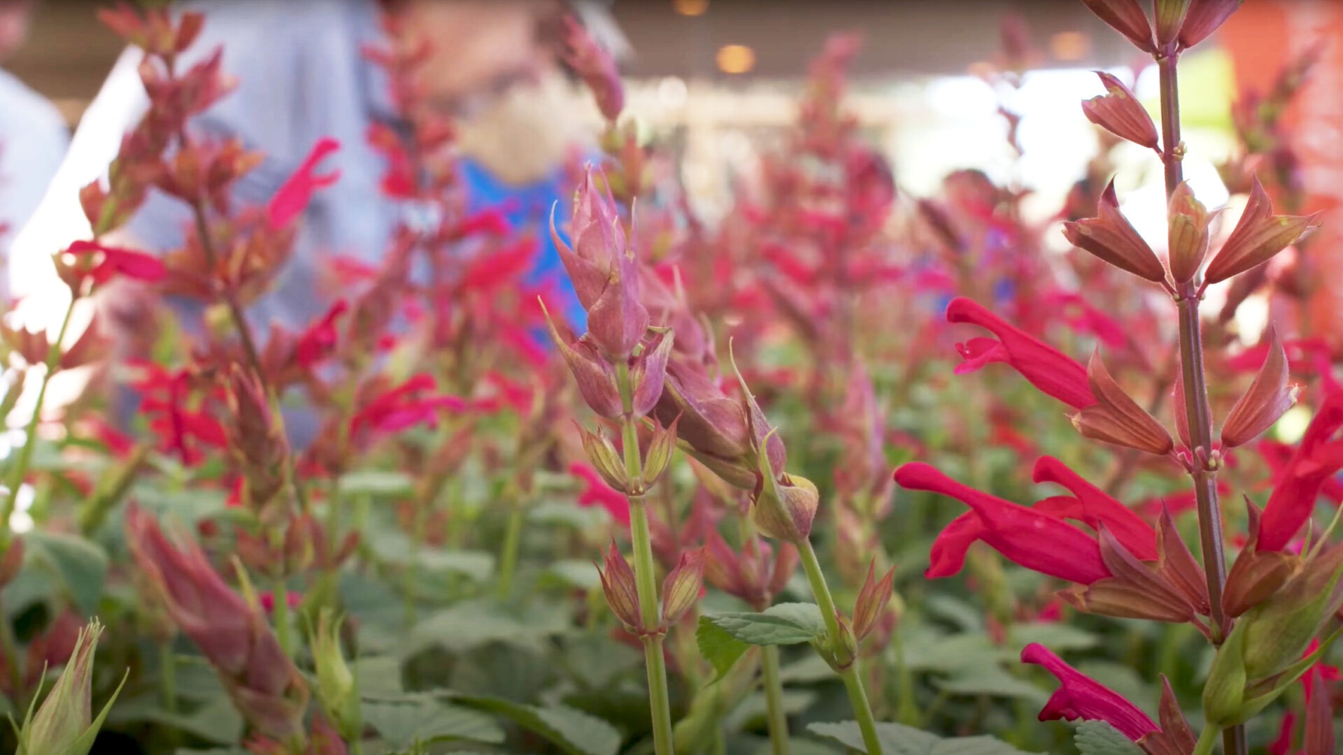 Kick off summer landscape season at Festival of Flowers Garden Style