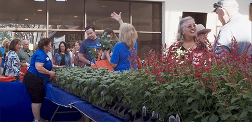 saws at festival of flowers