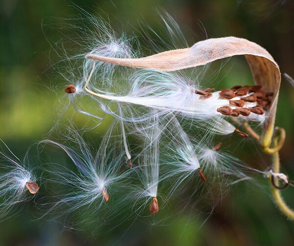 seeds