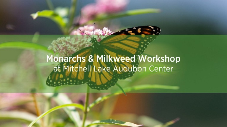 Monarch butterfly on milkweed flower